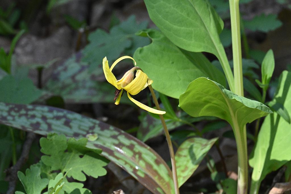 2025-04246539 Acton Arboretum, MA.JPG - Trout Lily. Acton Arboretum, MA, 4-24-2025